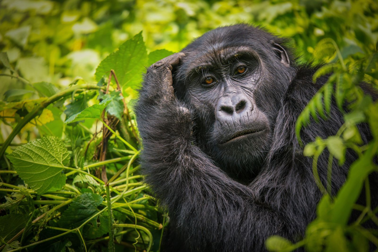 A female mountain gorilla in the forests of Uganda