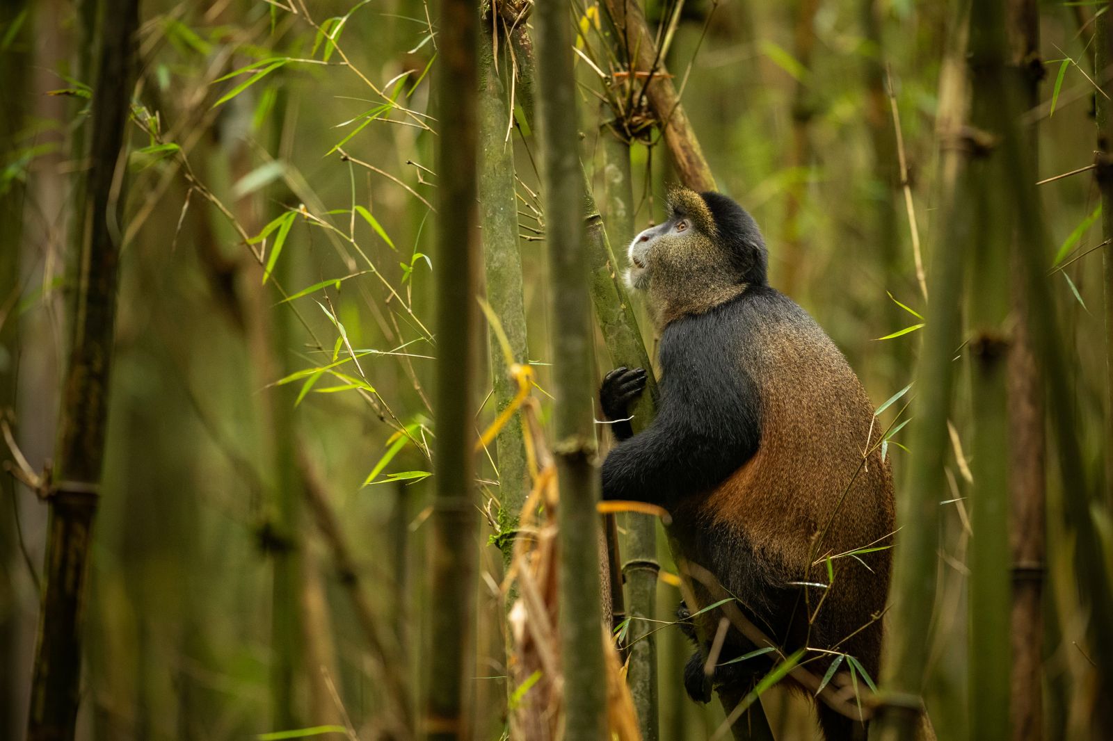 Golden monkey partially concealed by branches in a bamboo forest in Uganda