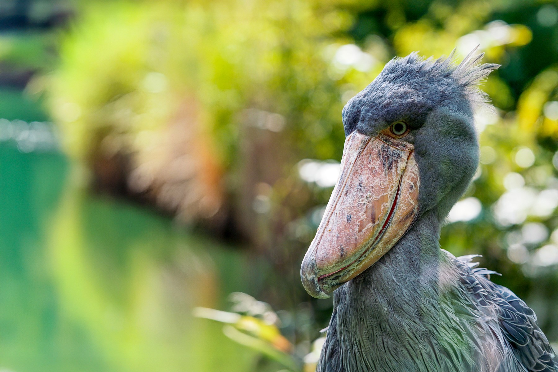 A shoebill spotted in Uganda's Lake Mburo National Park