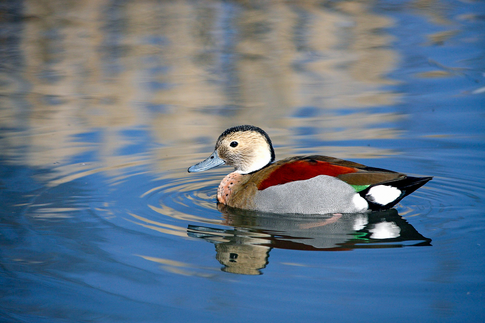 A ringed teal spotted in the Esteros de Farrapos National Park in Uruguay