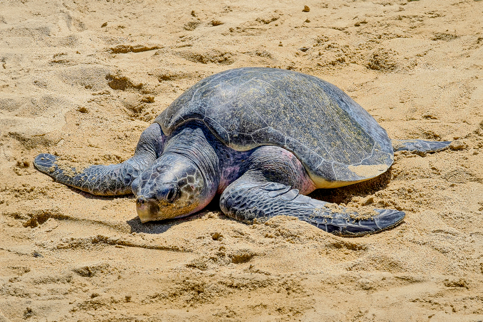 An Olive Ridley sea turtle nesting on the shores of Santa Teresa National Park in Uruguay