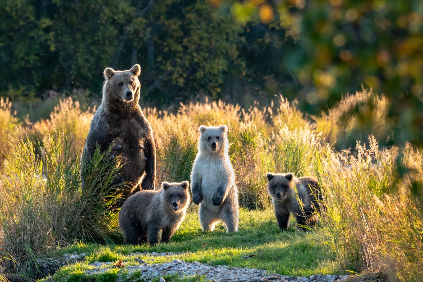 A family of bears spotted in Alaska