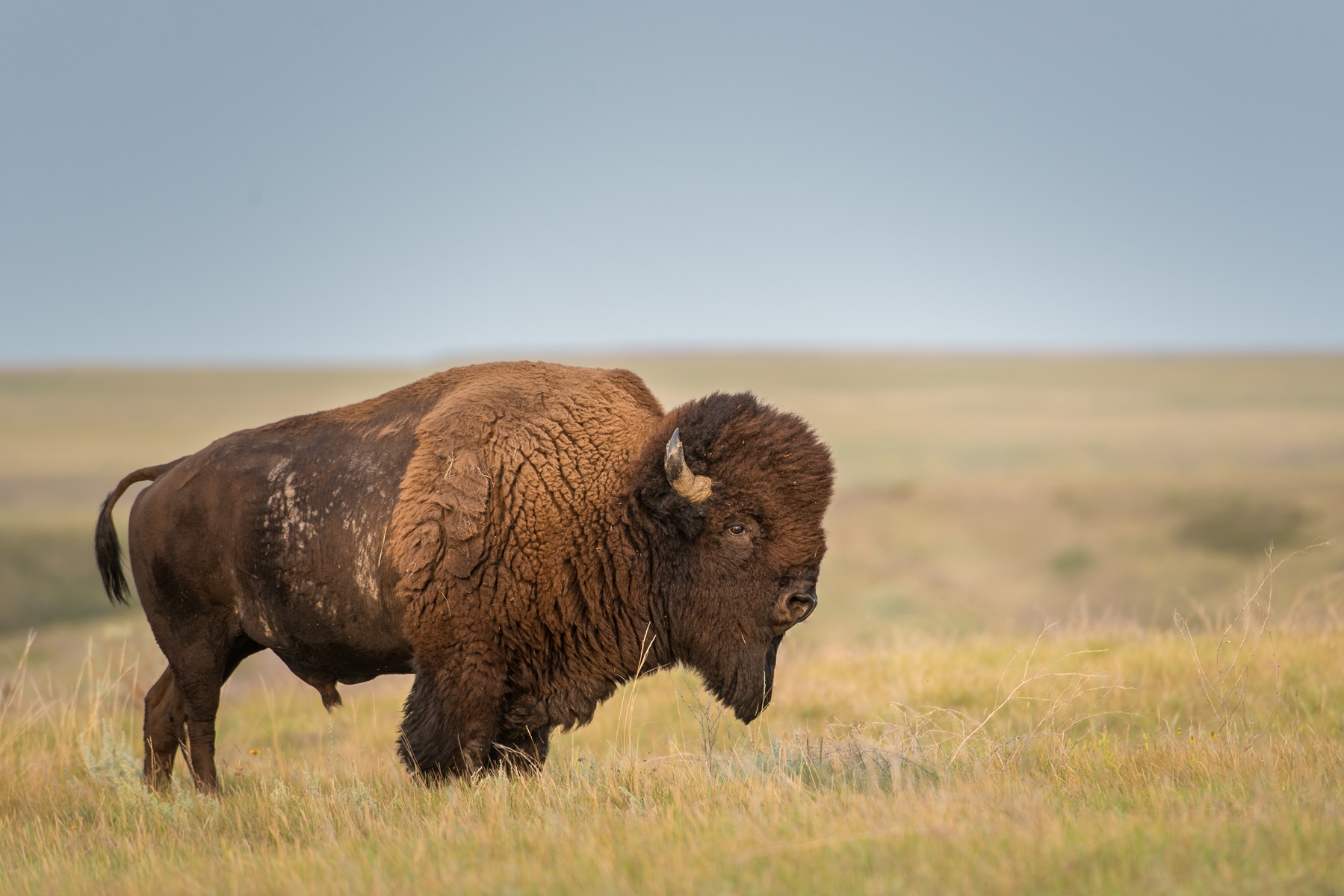 Wildlife in the American West | Ranch Holiday USA | Red Savannah