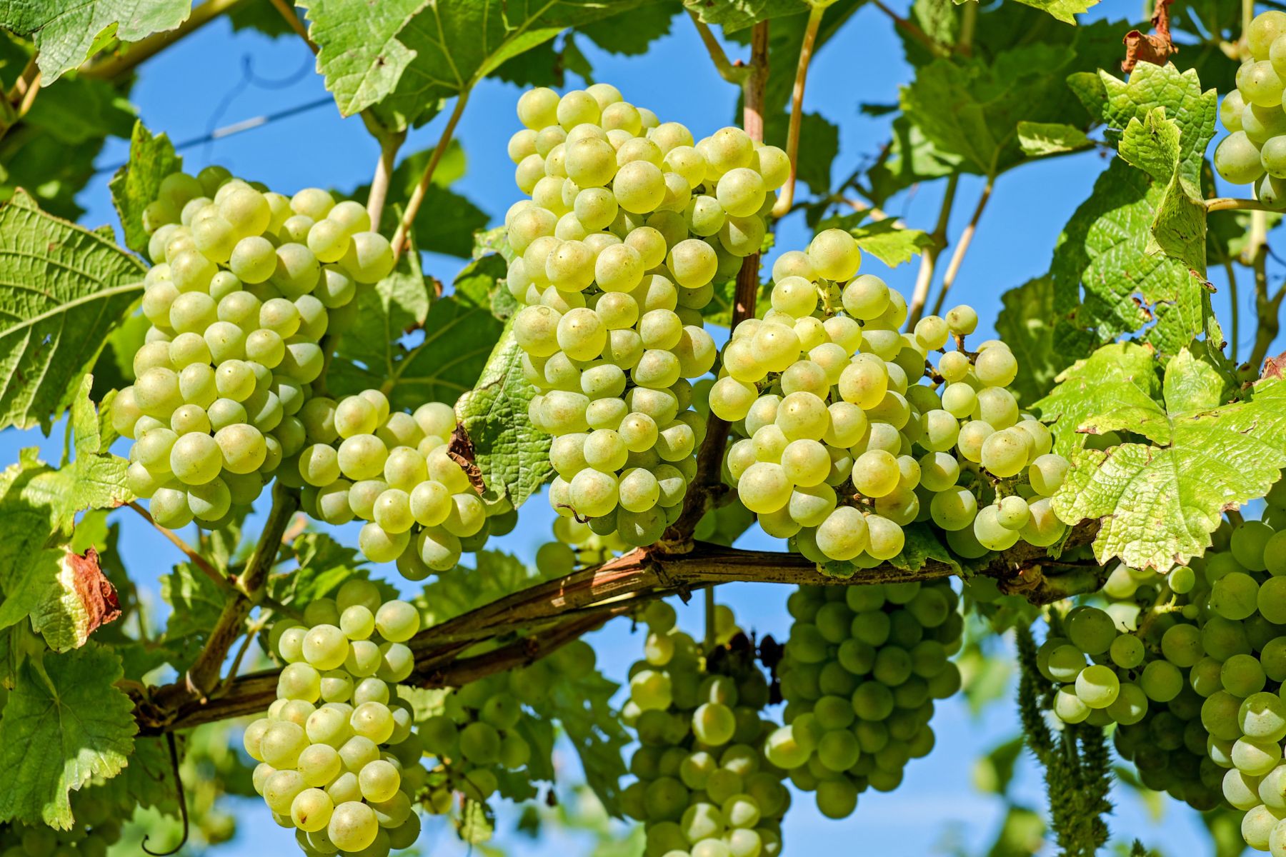 Bunches of white grapes hanging from a vine in the sunshine