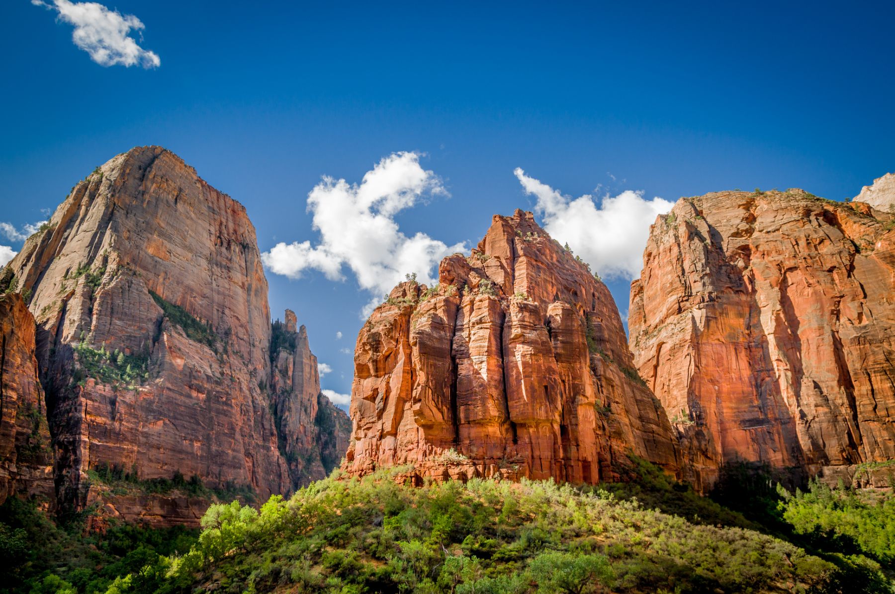 Red cliff rising over pine trees in Zion National Park USA