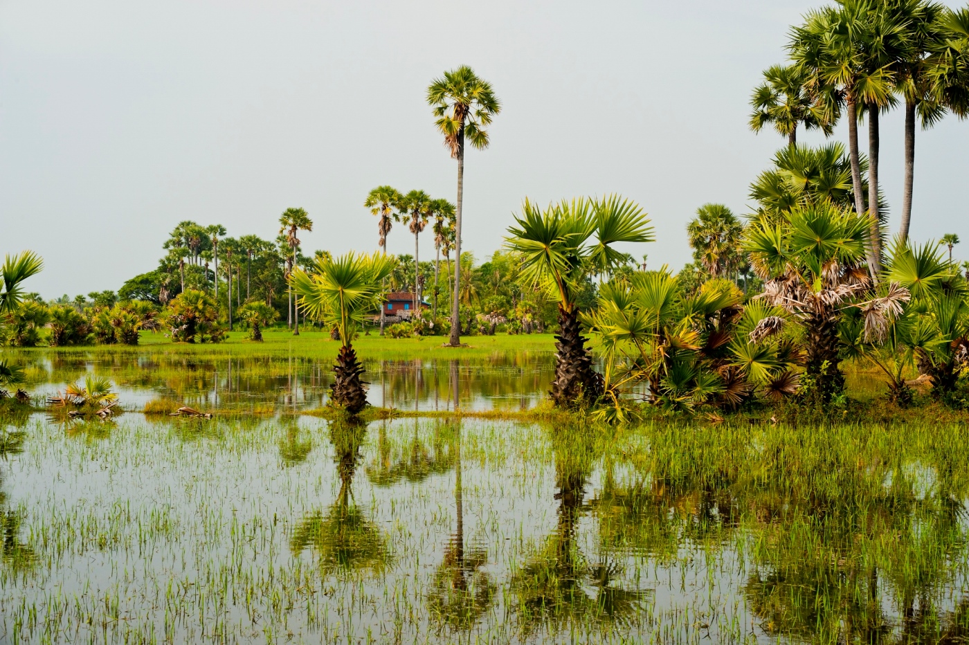 Камбоджа климат. Камбоджа природа. Камбоджи дожди. - Aqua Mekong Phnom Penh,.