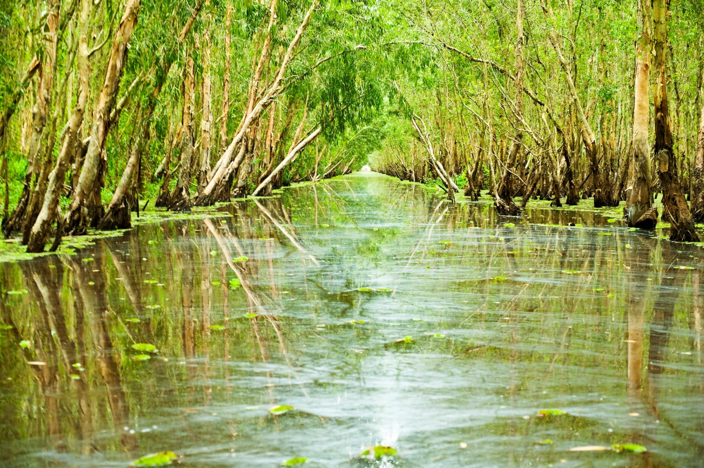 Visiting a bird sanctuary from the Aqua Mekong