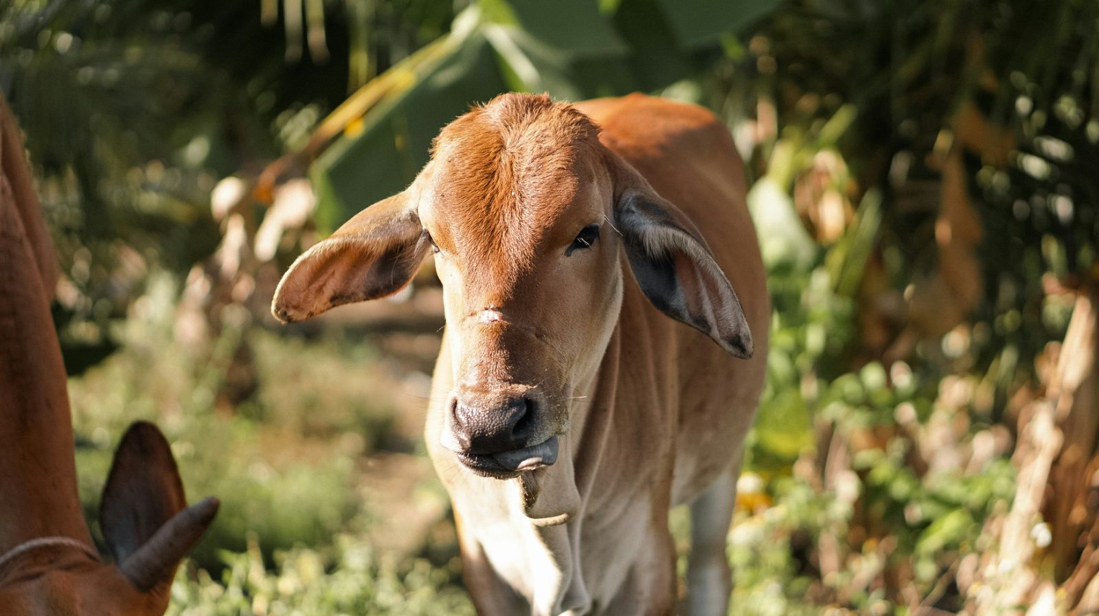 Young cow in rural Vietnam