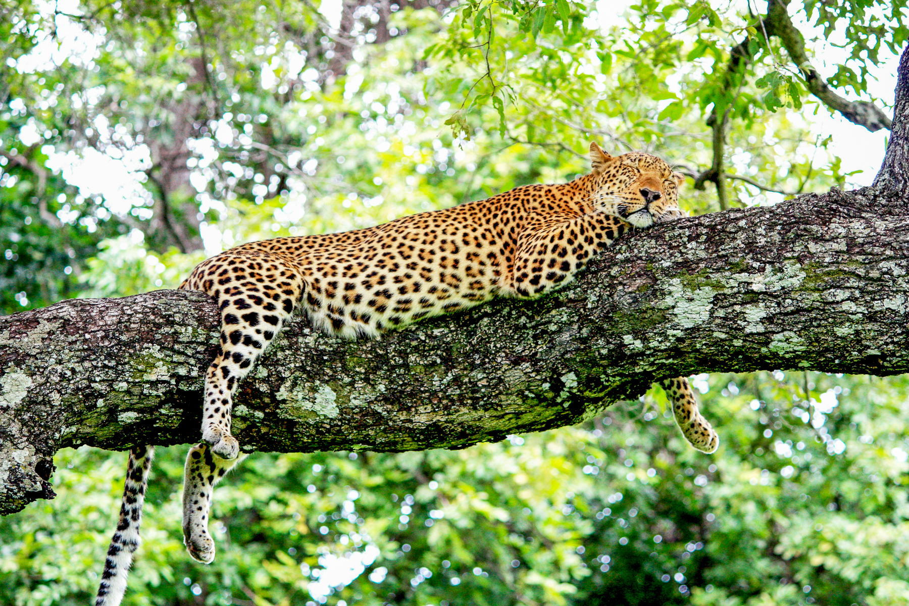 A leopard spotted sleeping in a tree in the South Luangwa National Park