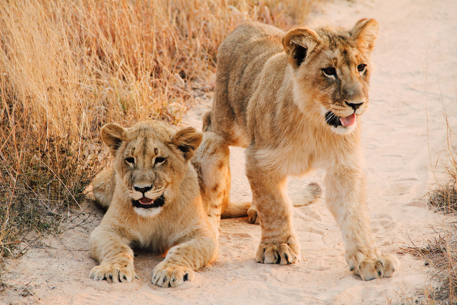 Lion cubs in Manu Pools National Park in Zimbabwe