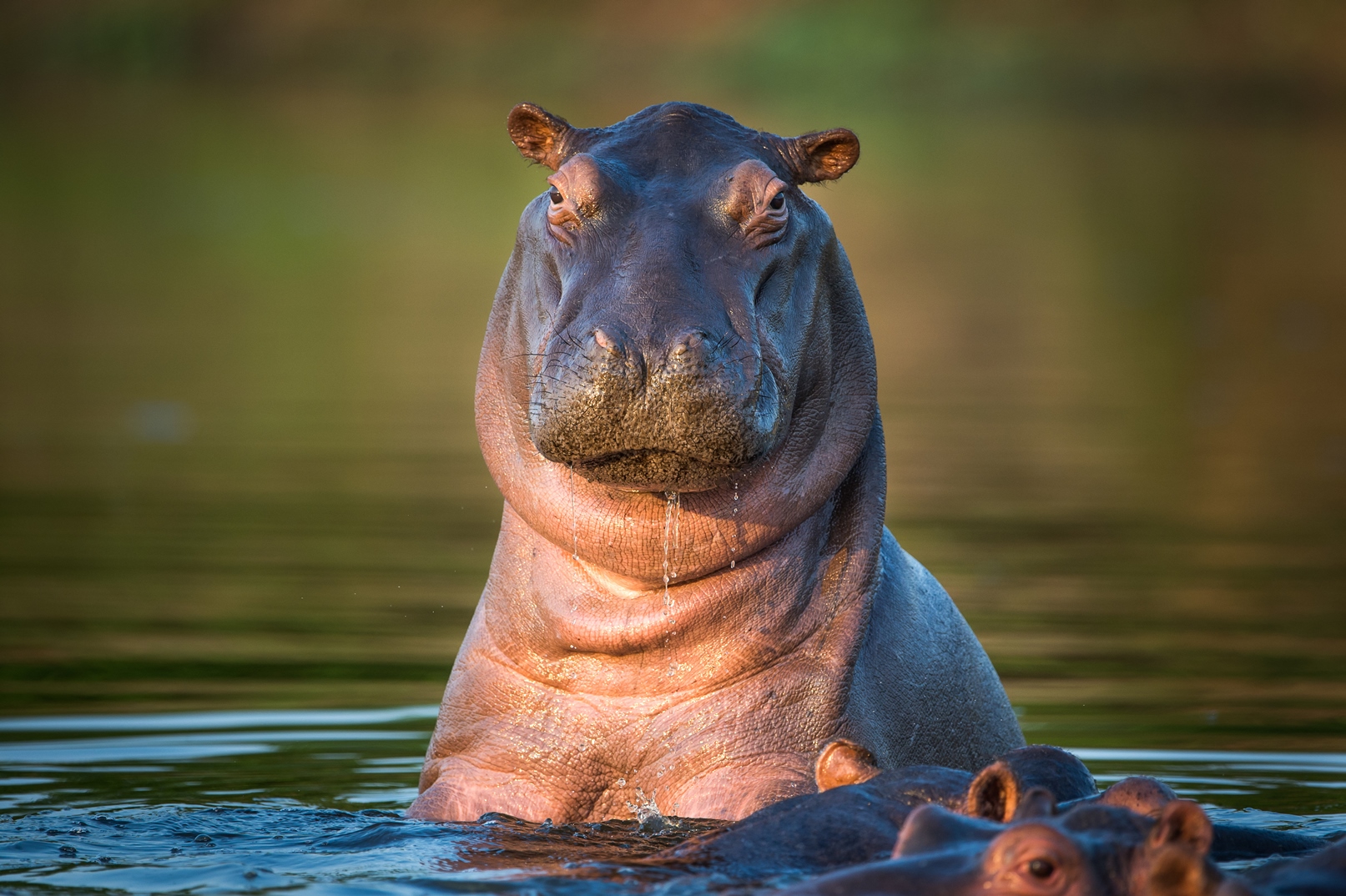 A hippo bathing