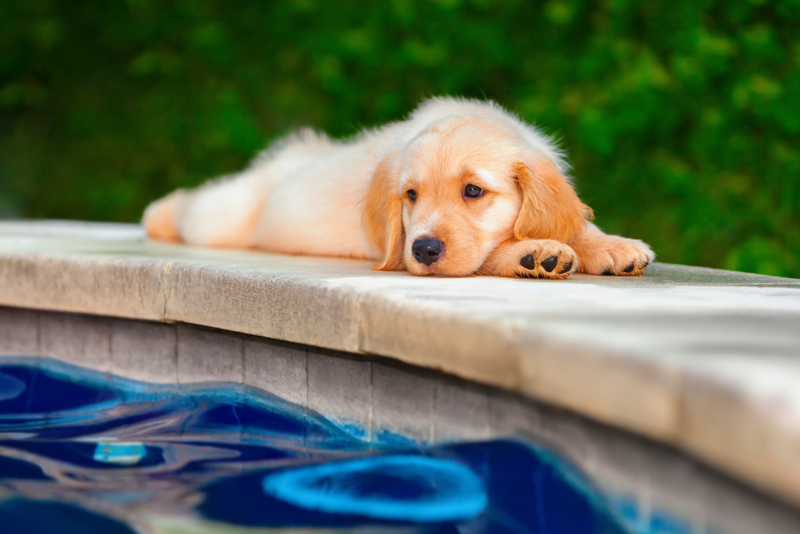 France sales family goldens