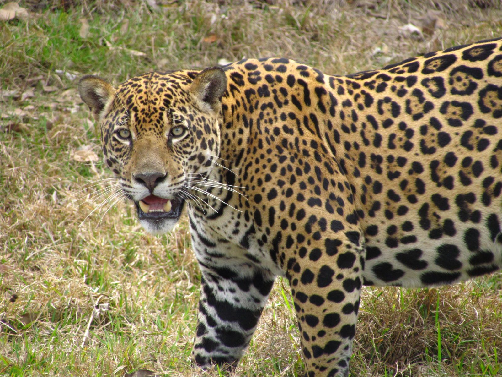 A jaguar spotted Caiman, Pantanal