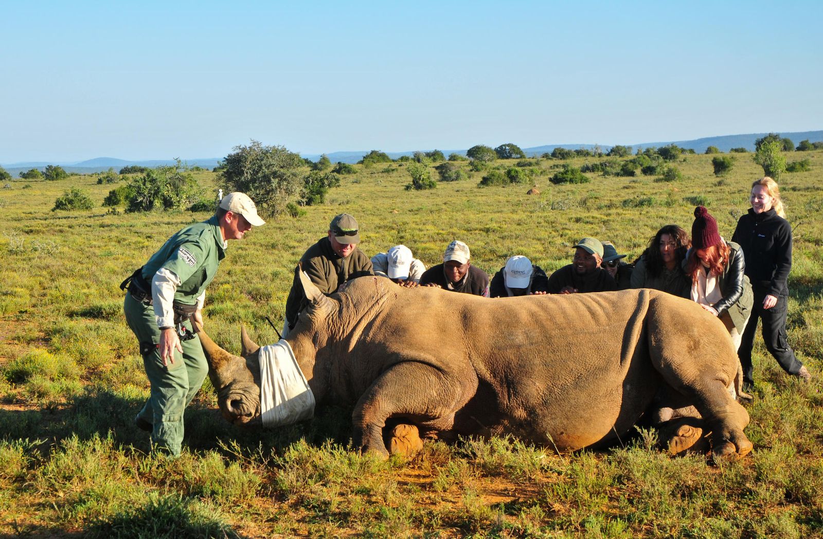 A rhino being tagged in Kwandwe